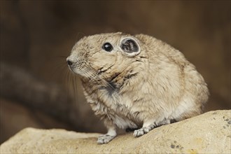 Gundi or common gundi (Ctenodactylus gundi), captive, occurring in North Africa