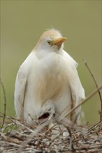 Cattle egret (Bubulcus ibis) with chicks in the nest, Camargue, France, Camargue, France, Europe