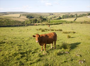 Extensive farming livestock grazing on moorland near Hexworthy, Dartmoor national park, Devon,