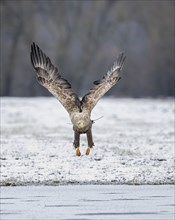 White-tailed eagle (Haliaeetus albicilla) searching for food at a flooded area, large expanse of