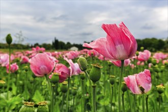 Field of opium poppy (Papaver somniferum) in the wind, cultivation of edible poppy, poppy field,