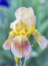 Colorful yellow and orange irises in a botanical garden