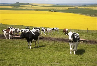 Young cattle standing high on chalk downland with oil seed rape crop in background, Tan Hill, All