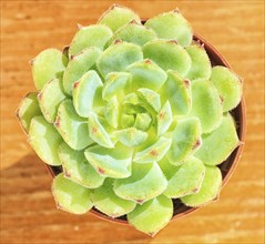 Beautiful little plant, succulent in a small flower pot. on the wooden background