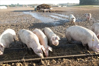 Free Range pig farming, Tunstall, Suffolk, England, UK