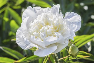 Pink peony flower in a botanical garden