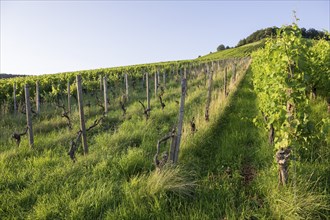 Vineyard at Korber Kopf is grubbed up due to uneconomical conditions, low yield, age, diseases,