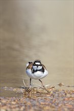 Little ringed plover (Charadrius dubius) at the water's edge looking into the camera