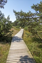 Wooden footbridge, trees, pine trees, circular hiking trail, nature reserve, Darßer Ort, Born a.