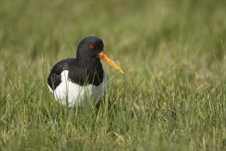 Eurasian oystercatcher (Haematopus ostralegus) adult bird in a grass field, Kent, England, United