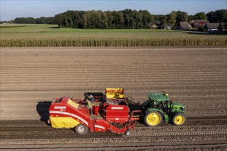 Potato harvesting, so-called split harvesting method, first the tubers are taken out of the ground