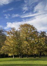 English Garden in autumn, dynamic cloud structure, Munich, Bavaria, Germany, Europe