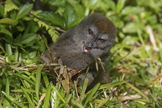 Eastern lesser bamboo lemur (Hapalemur griseus), gray gentle lemur, Andasibe-Mantadia National