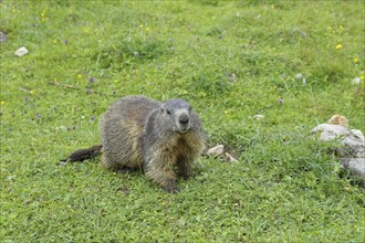 Alpine marmot (Marmota marmota), on an alpine meadow, Großglockner, Austria, Europe