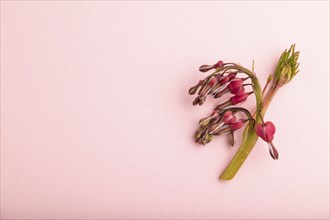 Bleeding heart, dicentra flowers on pink pastel background. top view, flat lay, copy space, still