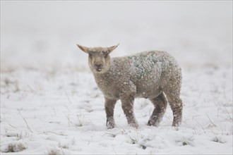 Domestic sheep (Ovis aries) juvenile lamb farm animal standing in a snow covered grass field,