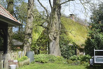 NL, Eesergroen: Spring characterises the landscape, towns and people in the province of Drenthe in