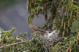 Common kestrel (Falco tinnunculus), female adult bird with young birds not yet ready to fly in the