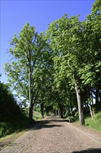 Europe, Germany, Mecklenburg-Western Pomerania, old avenue with cobblestones near Kaarz, Kaarz,