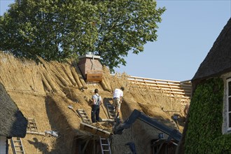 Roofer covering a thatched roof, Föhr, North Frisian Islands, North Frisia, Schleswig-Holstein,