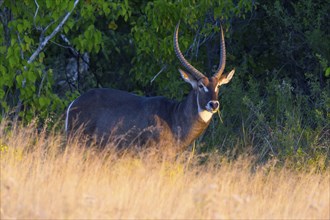 Africa, Botswana, elliptic waterbuck, Kobus ellipsiprymnus, Botswana, Botswana, Africa