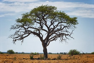 Free standing tree in the landscape with elephant herd, elephant (Loxodonta africana), steppe,