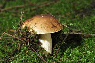 Porcini mushroom, mushrooms