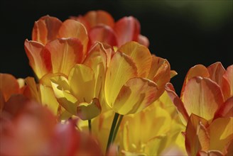 Tulip blossom, Mainau Island, Lake Constance, Mainau Island, Germany, Europe