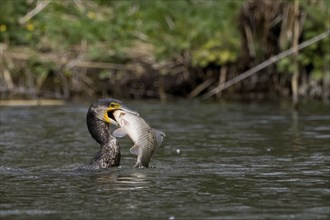 A great cormorant (Phalacrocorax carbo) with a large prey fish, river perch, in its beak, Hesse,