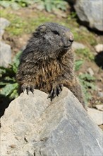 Marmot, (Marmoto marmota), animal portrait, France, Europe