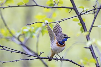 Red-throated Bluethroat or Tundra Bluethroat (Luscinia svecica), adult male sitting on a branch and