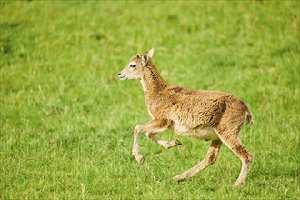 European mouflon (Ovis aries musimon) running standing on a meadow, tirol, Kitzbühel, Wildpark