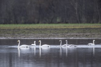 Whooper swans (Cygnus cygnus), Emsland, Lower Saxony, Germany, Europe