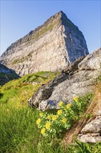 Flowering golden root (Rhodiola rosea) by the mountain peak Trænstaven on Sanna island, Træna,