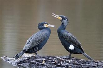 Two great cormorant (Phalacrocorax carbo) on dead wood in the water, Hesse, Germany, Europe