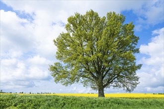 English oak (Quercus robur), solitary tree, in spring, blue sky and white clouds, Thuringia,