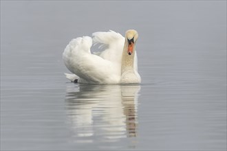 Mute swan (Cygnus olor) swimming in the water of a lake. Bas-Rhin, Alsace, Grand Est, France,