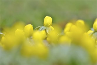 Winter aconites (Eranthis hyemalis), Germany, Europe