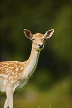 European fallow deer (Dama dama) doe, portrait, Kitzbühel, Wildpark Aurach, Austria, Europe