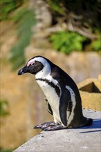 African penguin, Boulders Penguin Colony, Simons Town, Cape Town, Cape Island, South Africa, Africa