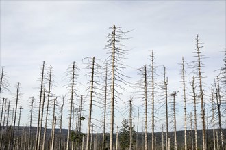 Dead spruce trees, due to infestation by bark beetles, Oderbrück, 19/07/2020