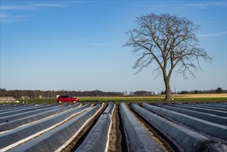 Agriculture on the Lower Rhine, early season, asparagus cultivation in spring, under plastic