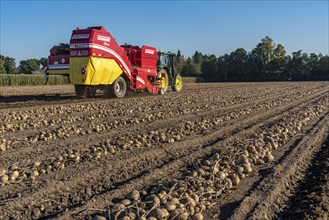 Potato harvesting, so-called split harvesting method, first the tubers are taken out of the ground,