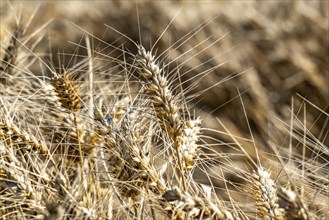 Agriculture, grain harvest, wheat, wheat field, shortly in front of harvest, ears of wheat, near