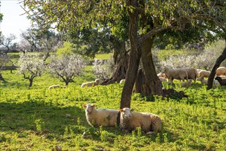 Almond blossom on Majorca, from January to March many hundreds of thousands of almond trees blossom