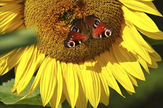 Peacock butterfly on a sunflower, July, Saxony, Germany, Europe