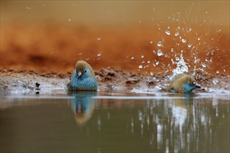 Angolan butterfly finch (Uraeginthus angolensis), blue-eared butterfly finch, adult, two birds, at