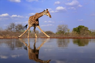 Southern giraffe (Giraffa camelopardalis giraffa), adult, at the water, Kruger National Park,