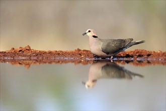 Red-eyed dove (Streptopelia semitorquata), Red-eyed Dove adult, at the water, Kruger National Park,