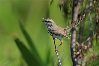 Spotted Prinia (Prinia maculosa), adult, on wait, singing, Kirstenbosch Botanical Gardens, Cape